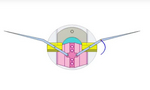 3D animation of Seyhan's wing flapping mechanism version 1