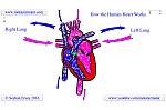 How the Human Heart Works.
